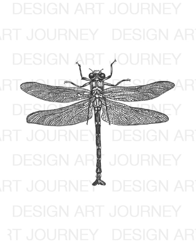 AJ Dragonfly